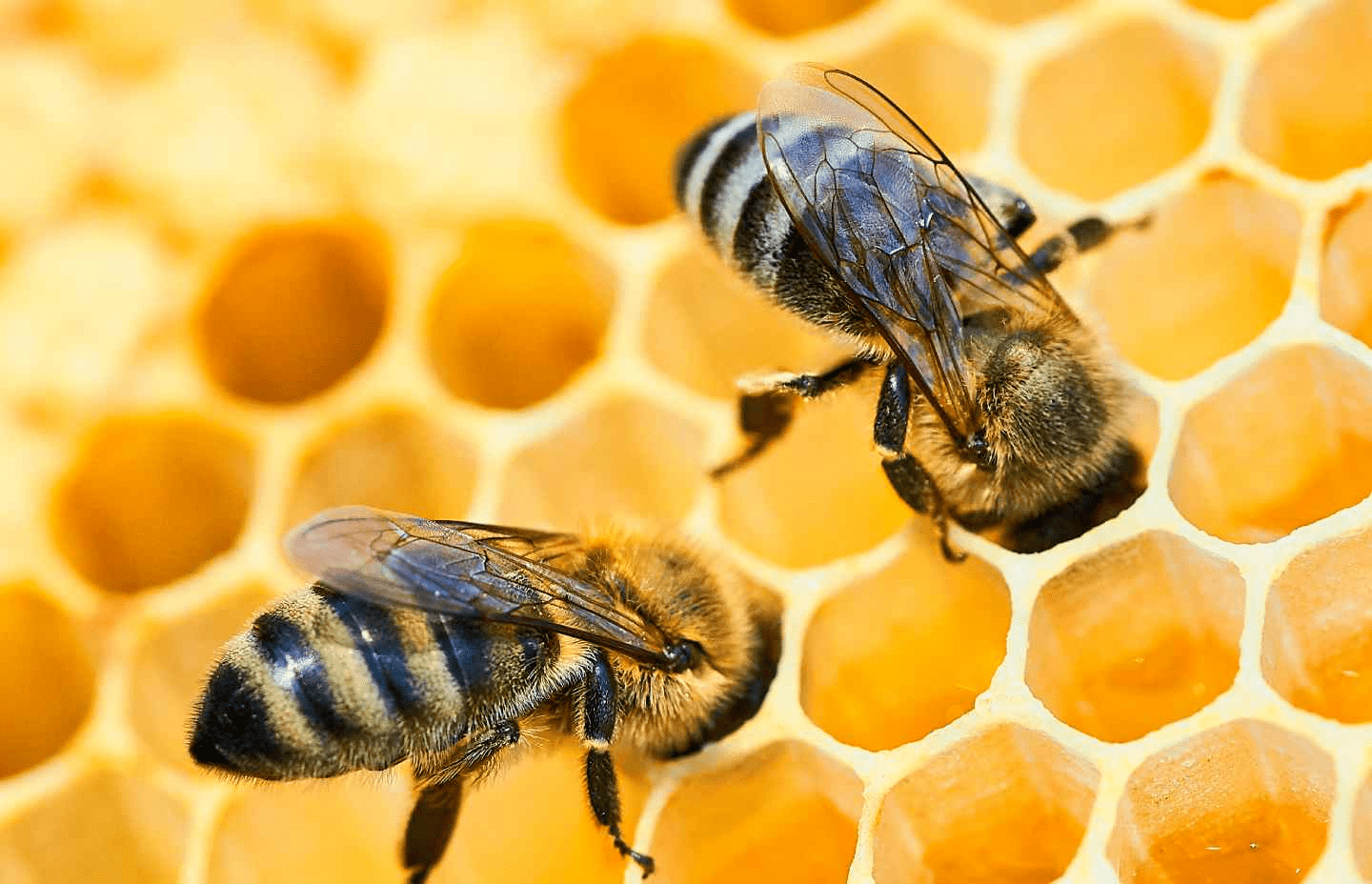 Safe Harvest | Pesticide free | Forest Honey