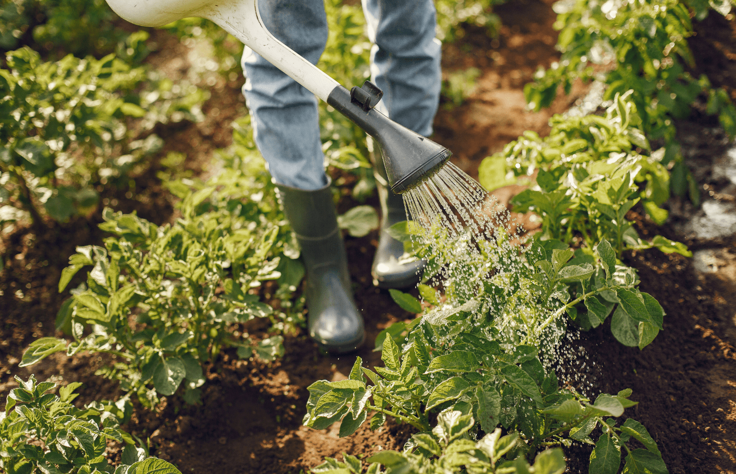 Safe Harvest | Pesticide free | Locally grown foods