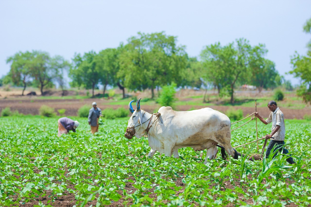 Safe Harvest | Pesticide free | farmer friendly