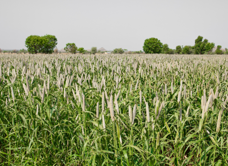 safe harvest